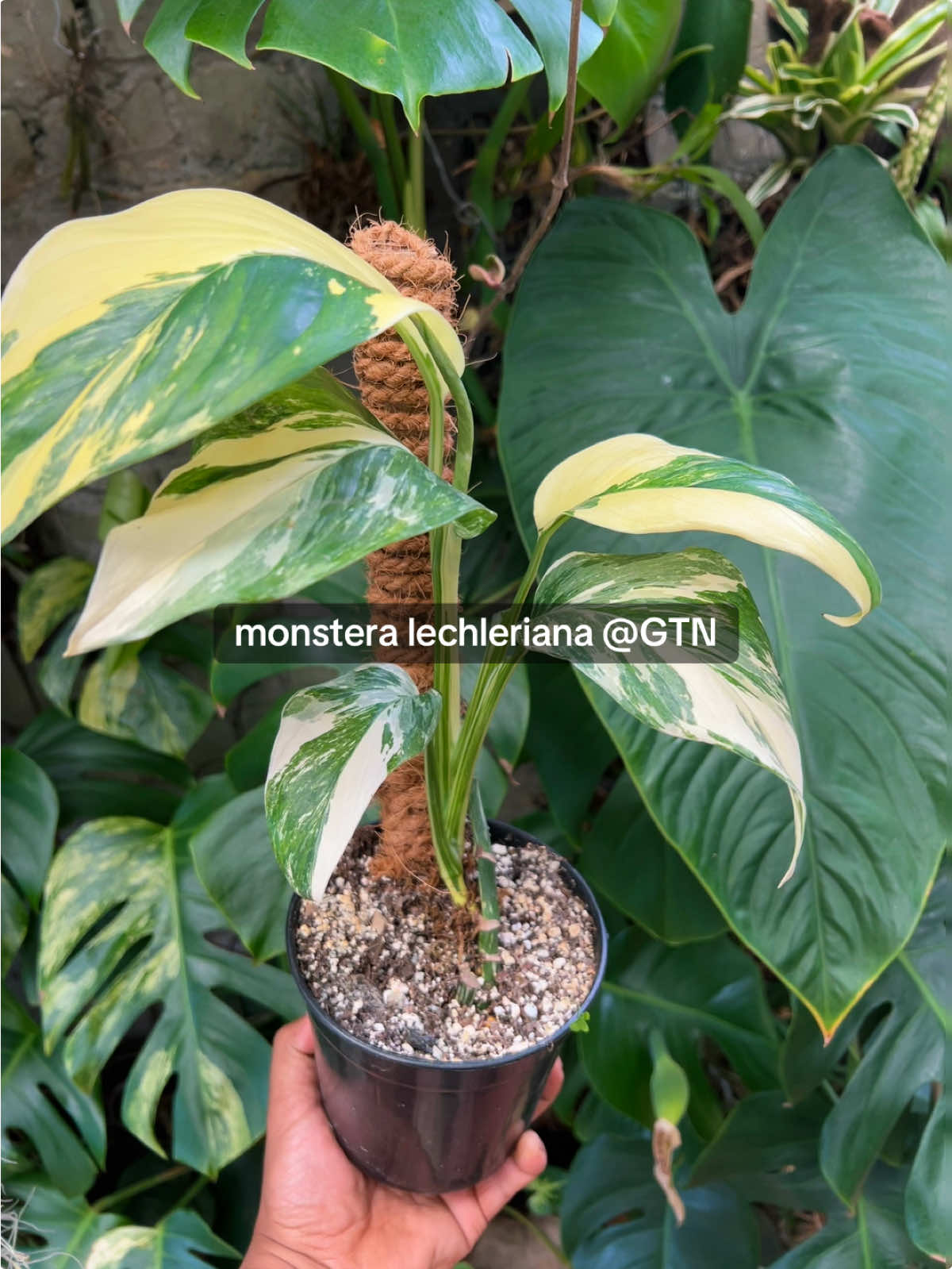 @Green Tara nursery(Nurseryman)
