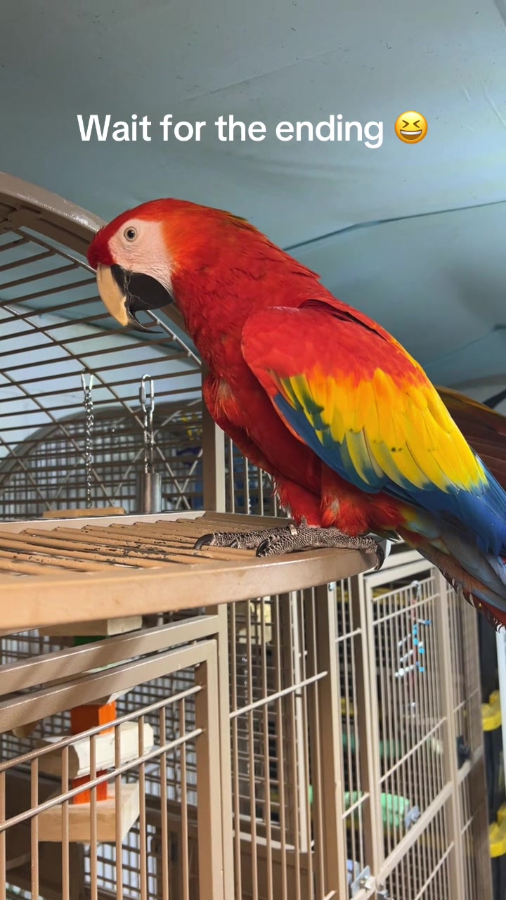 @CrystalParrot🦜💜🦜🍪🍨