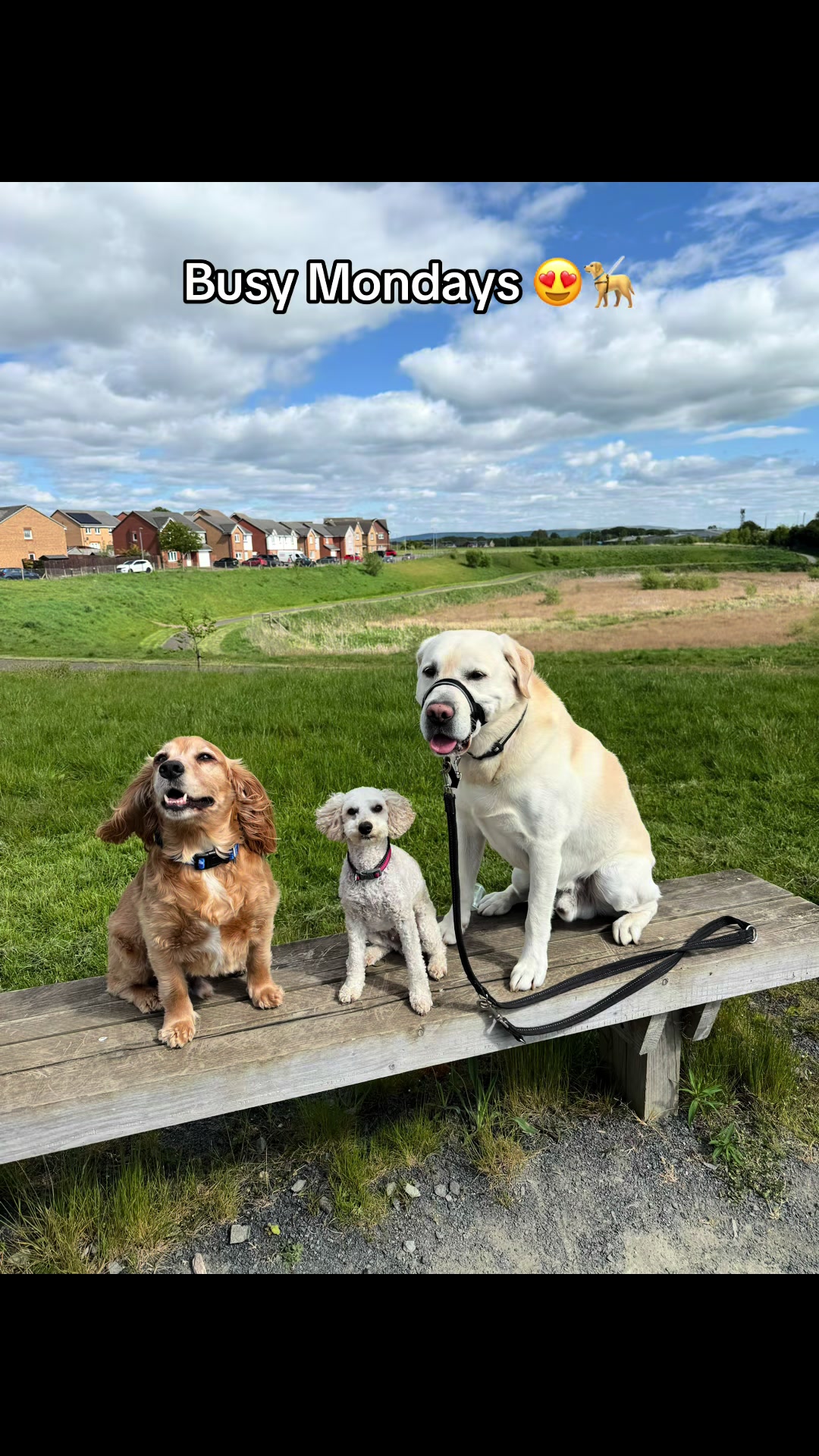 @Robyn’s Dog Walking Services
