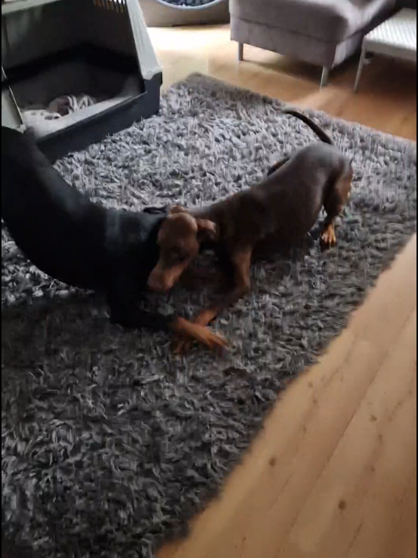 @DOBERMAedcheNHOCH2
