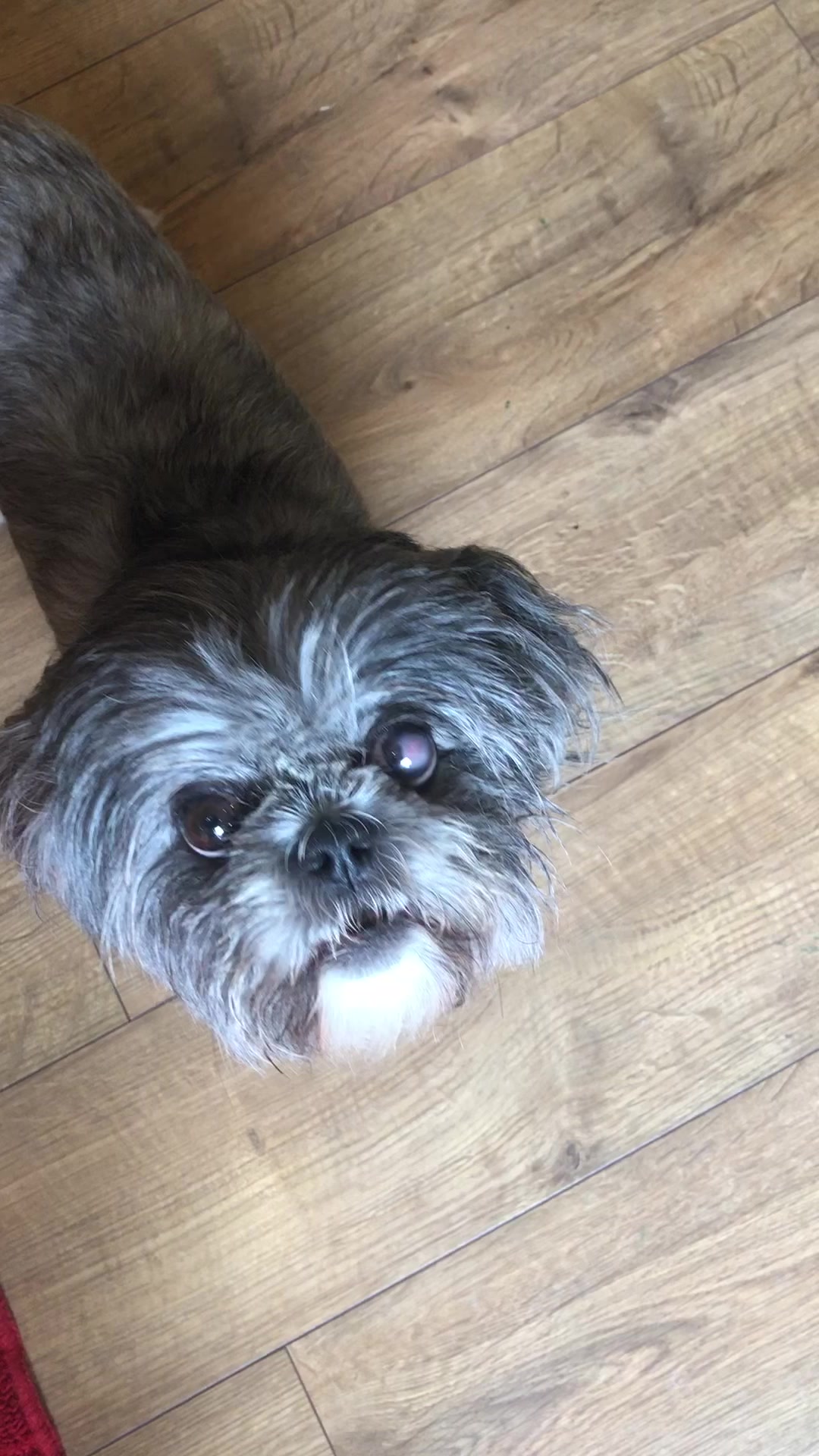 @Mimi the Shihtzu