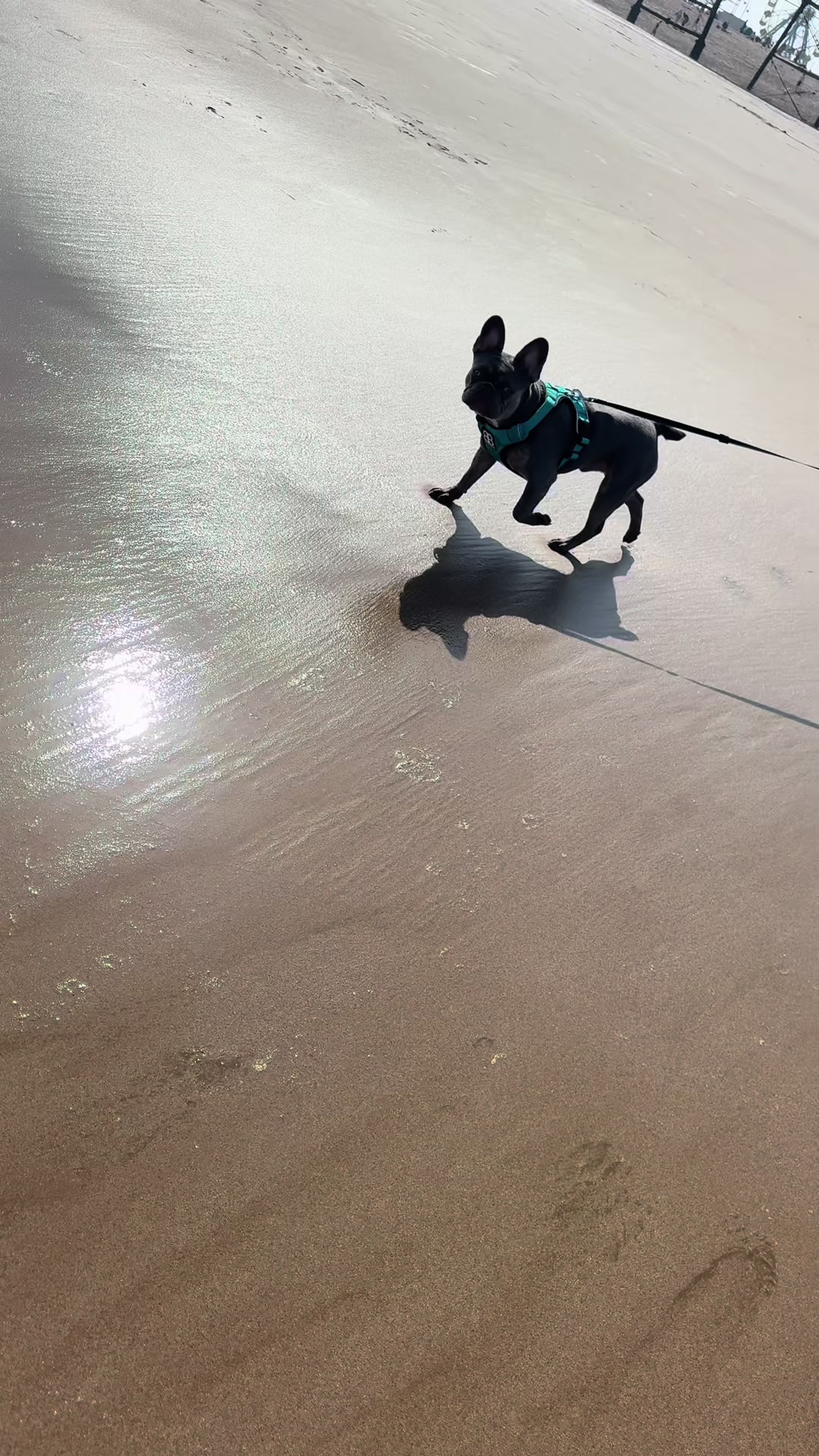 @Diablo the frenchie