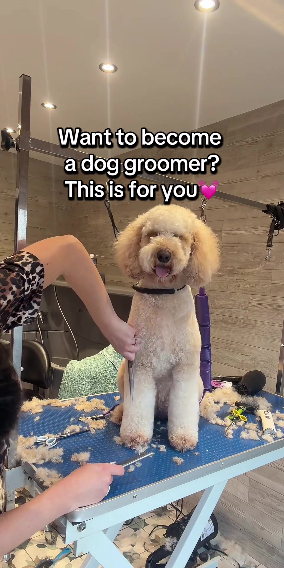 @Pawfect By Abbie