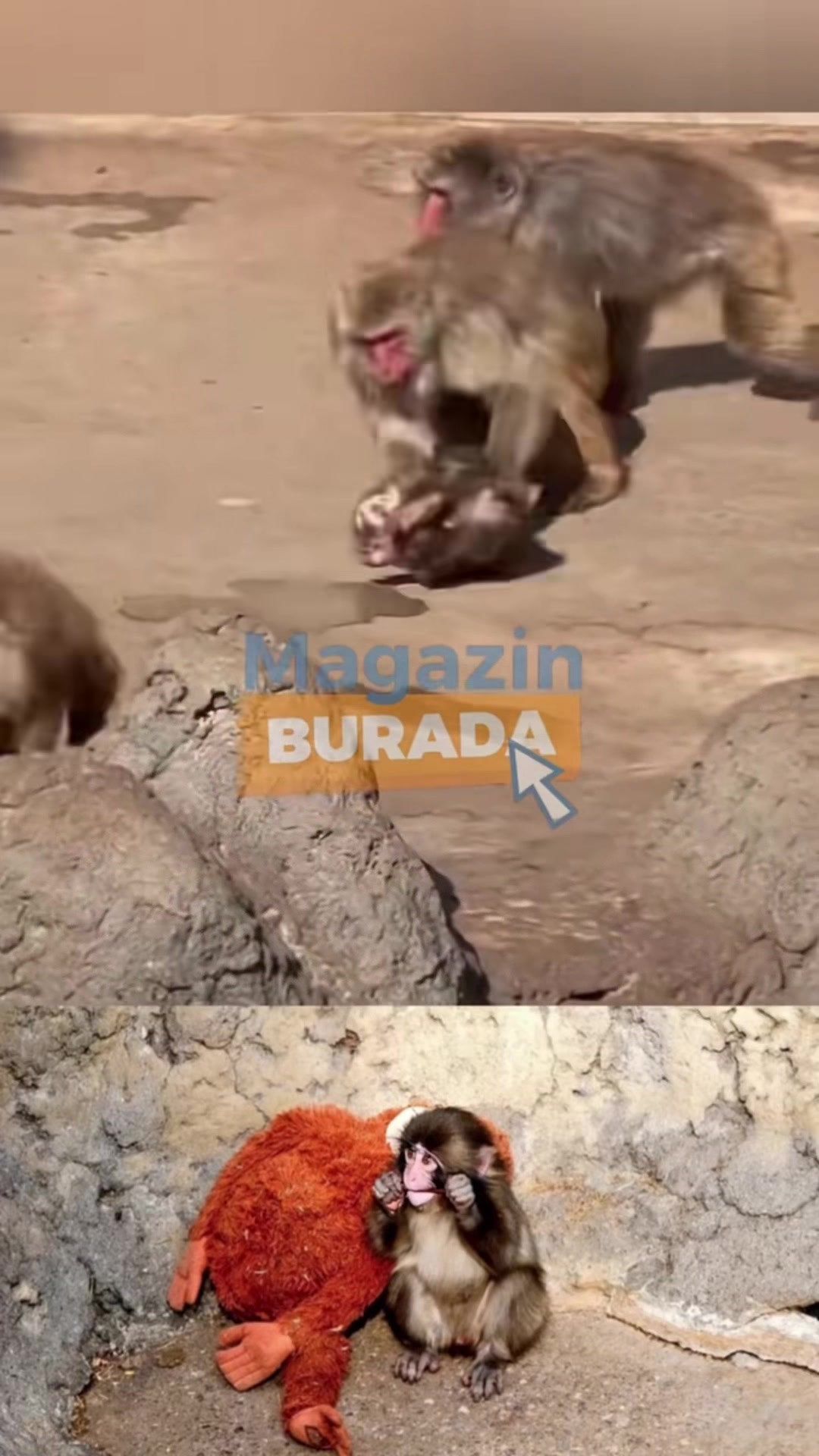 @Wolf
