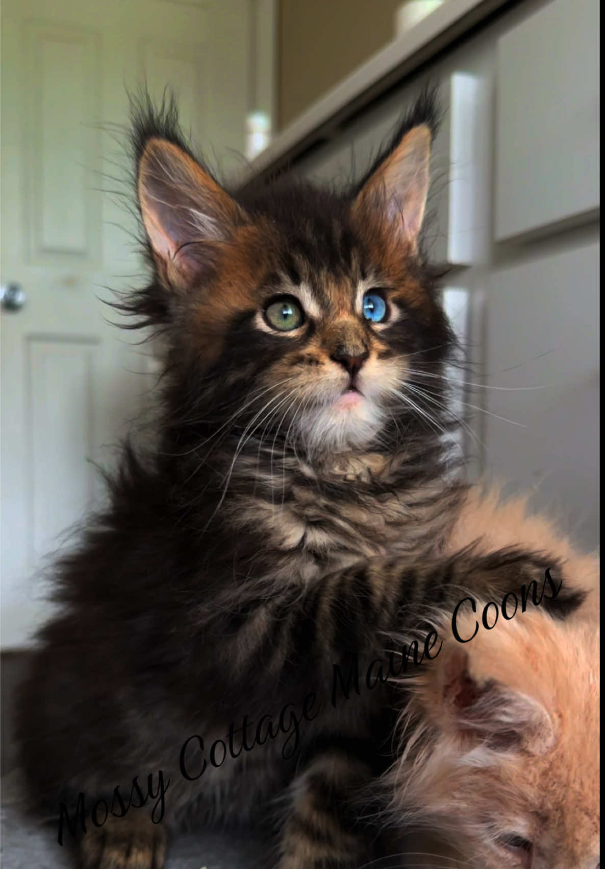 @Mossy Cottage Maine Coons 🌙
