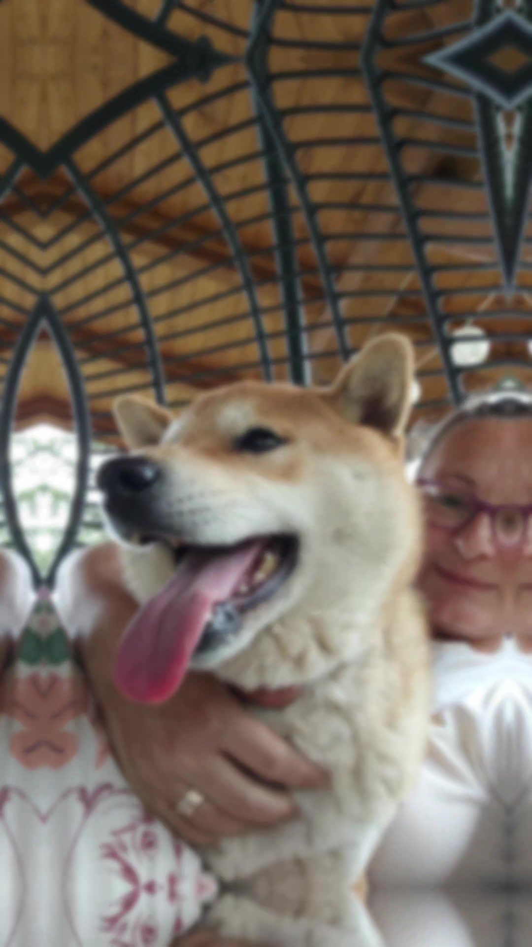 @Spirit of Asia Kennel