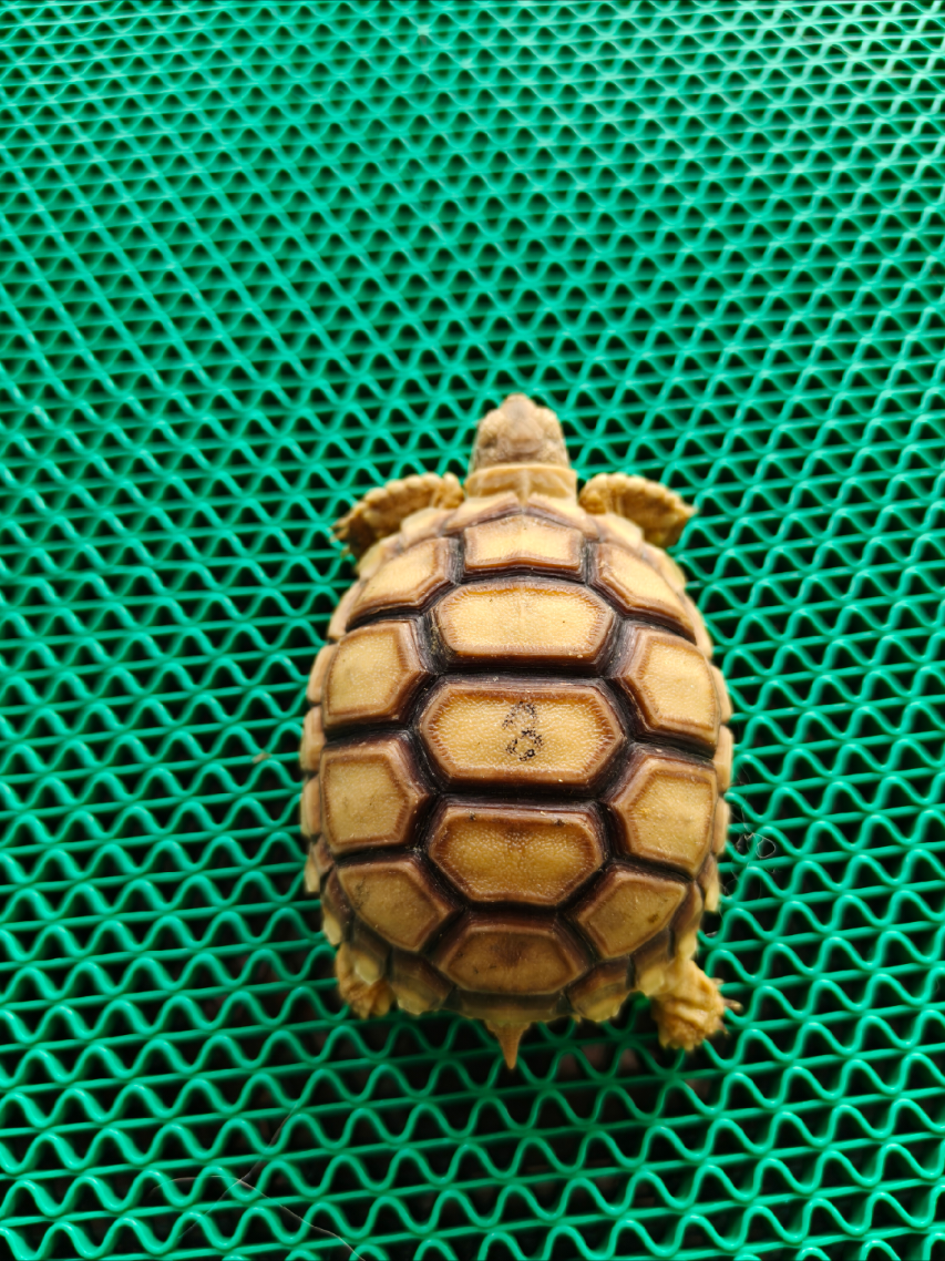 @ReptileTeamSby