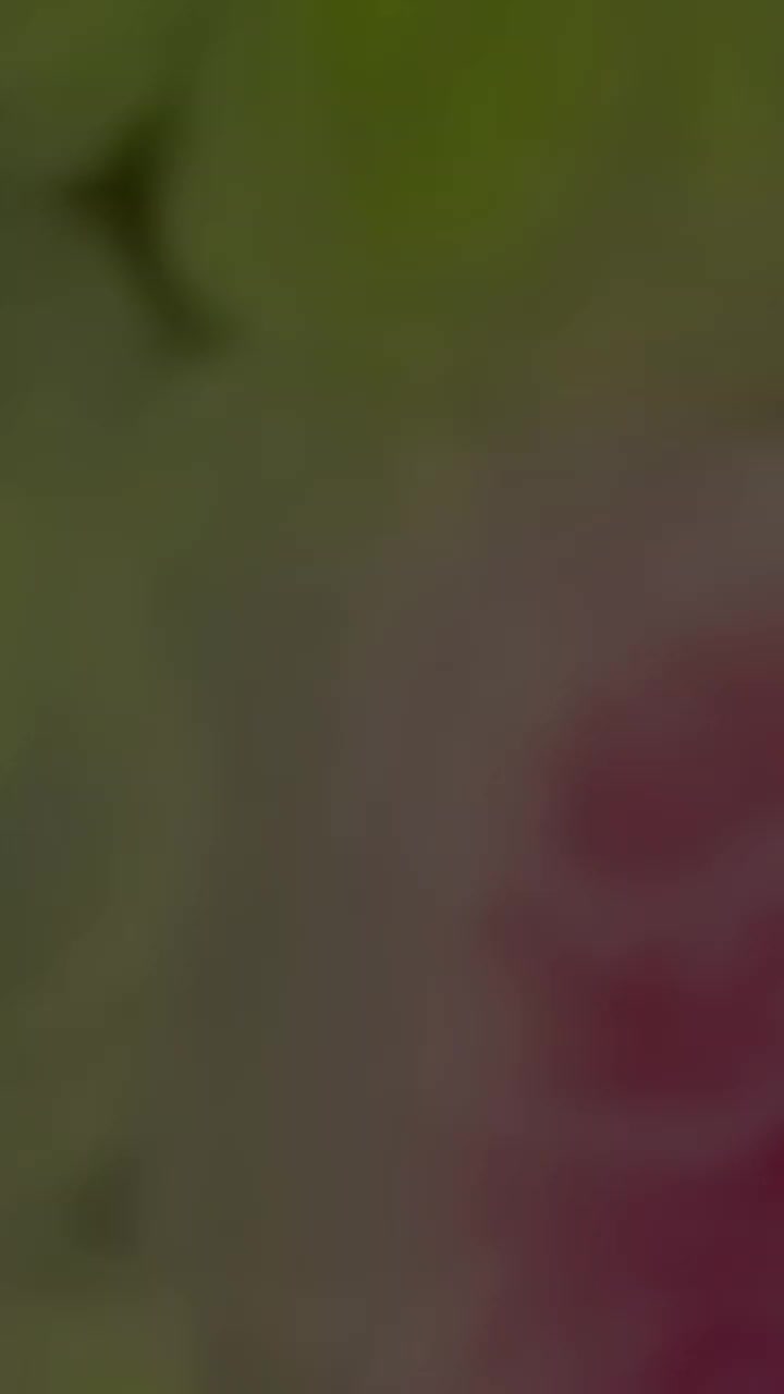 @🇬 🇭 🇺 🇲 🇦 🇳 😎AS