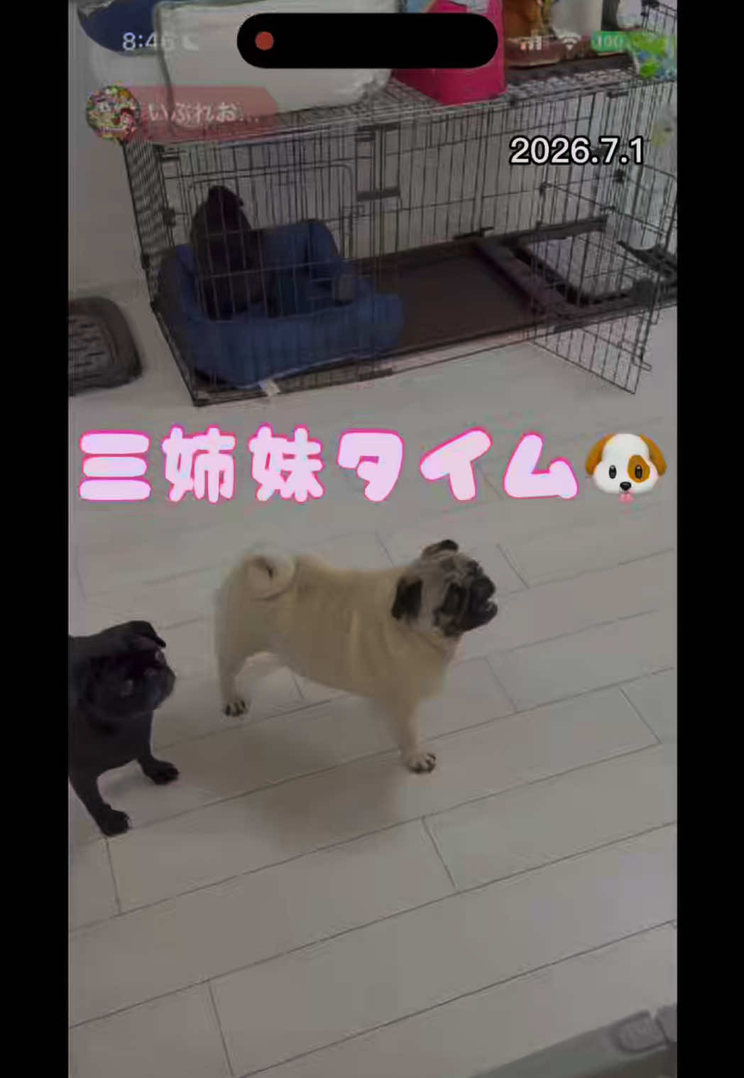 @すずか🧊🫧
