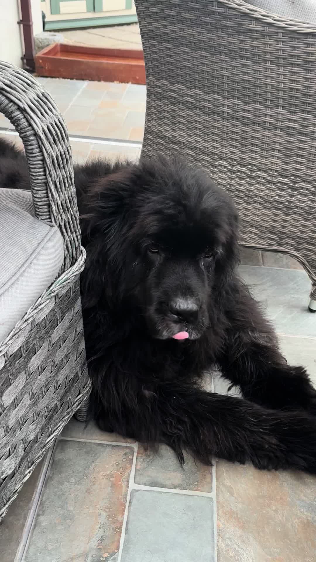 @Pablopoppypiperpoodle