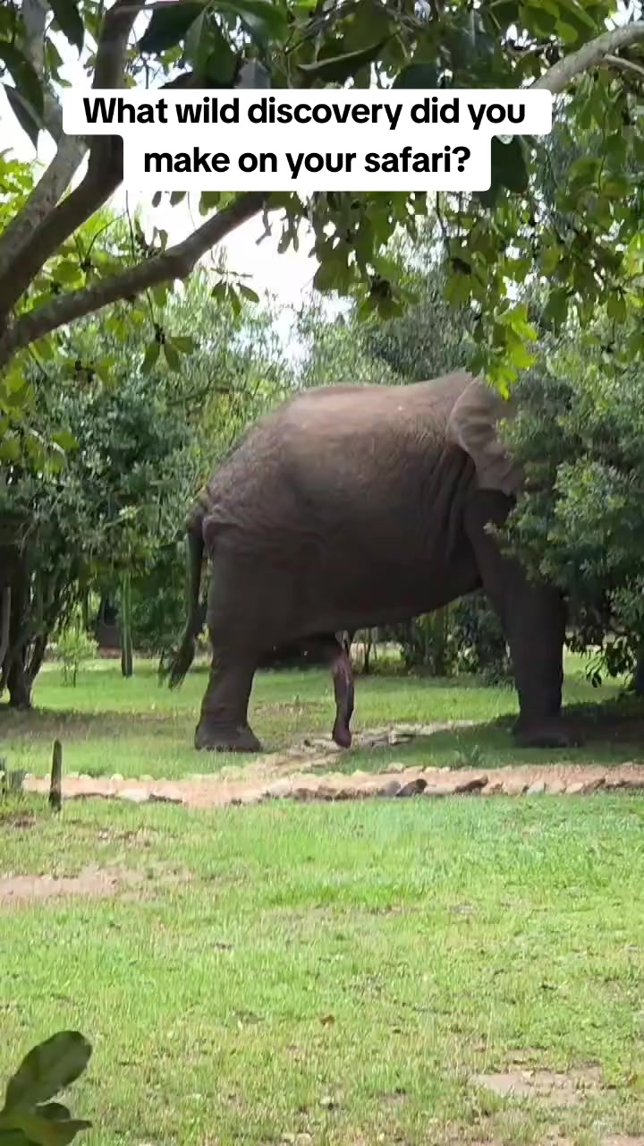 @Nesh Tours and Safaris
