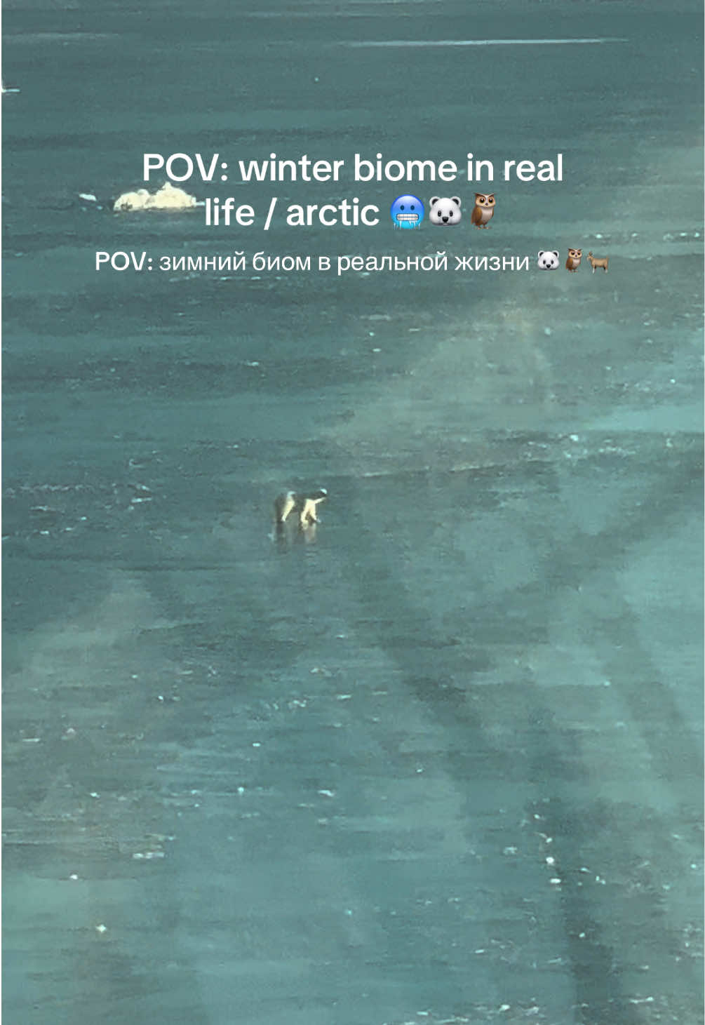 @яша пират