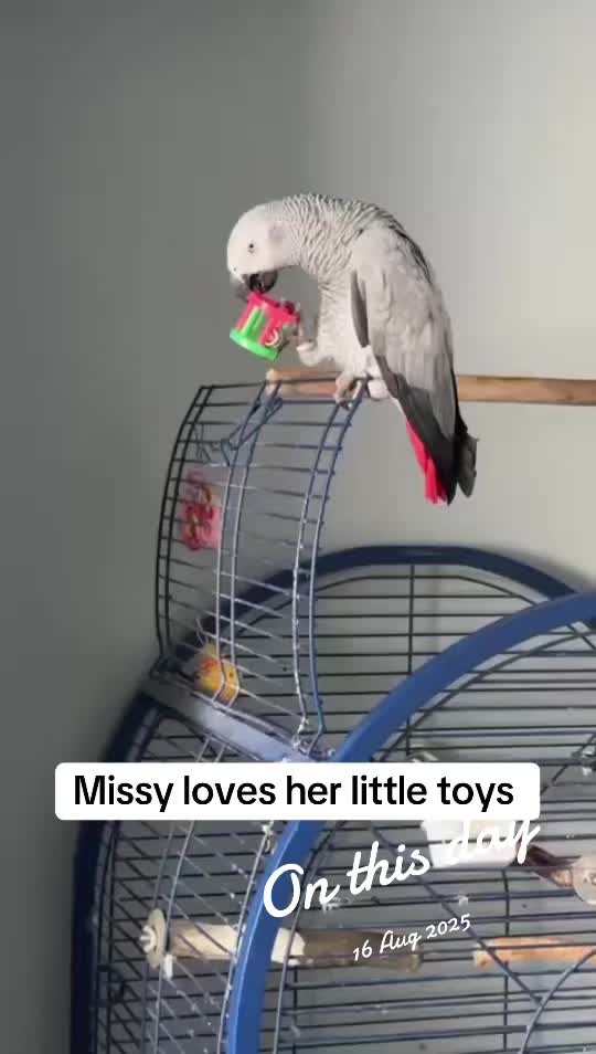 @Norman and Missy the Parrot