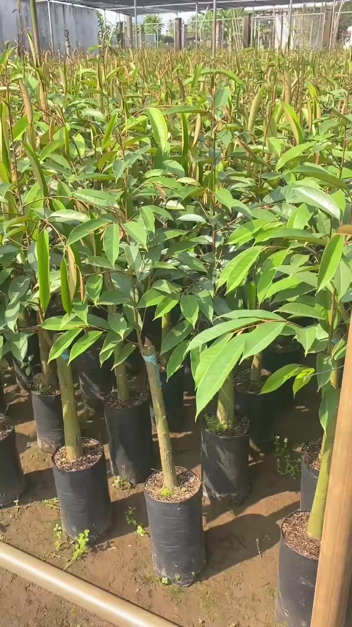 @Hùng Chương STCG Welofarm