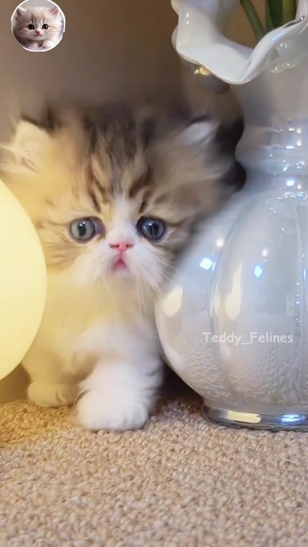 @Teddy_Felines 🧸🐾