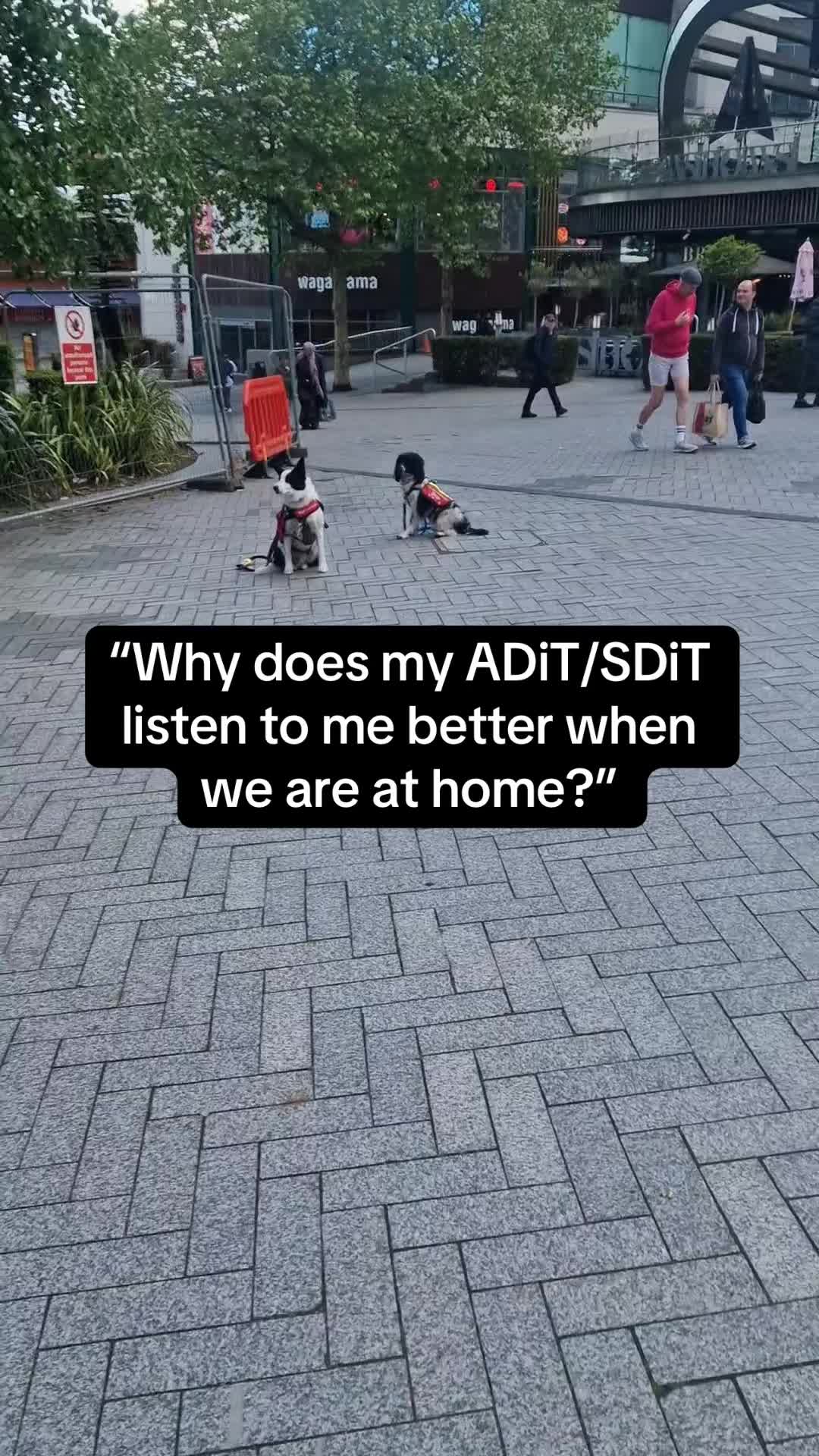 @Infinity Dogs CIC