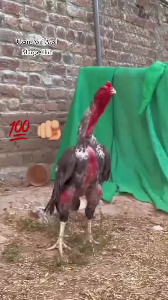 @Harinder Rajput 🇮🇳