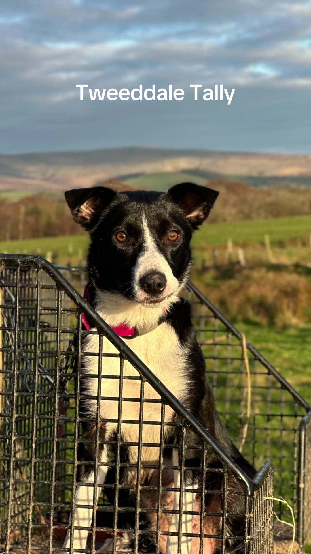 @Marti Border Collie Geek