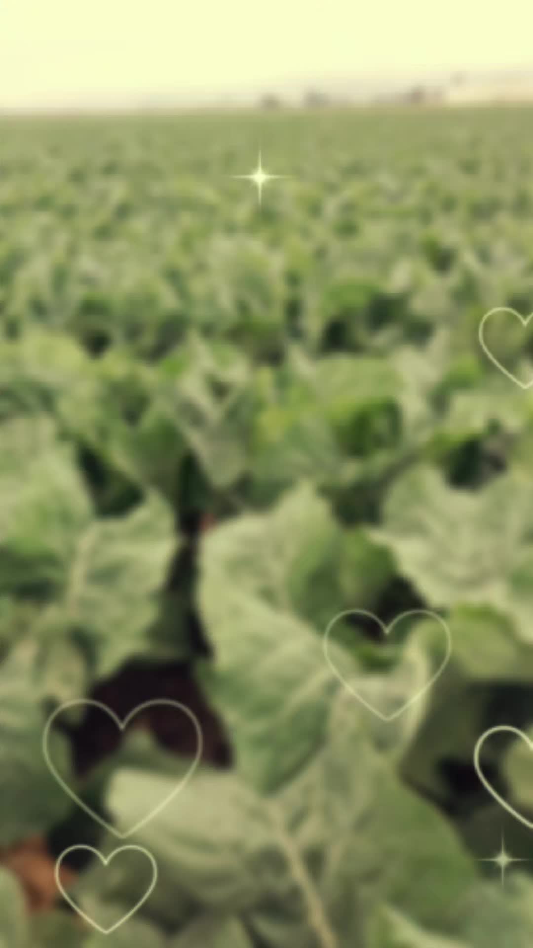 @hernandez ❤️ ❤️ ❤️