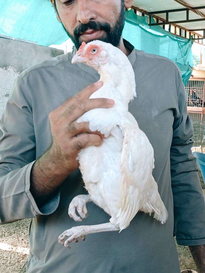 @Sajjad Aseel Farm