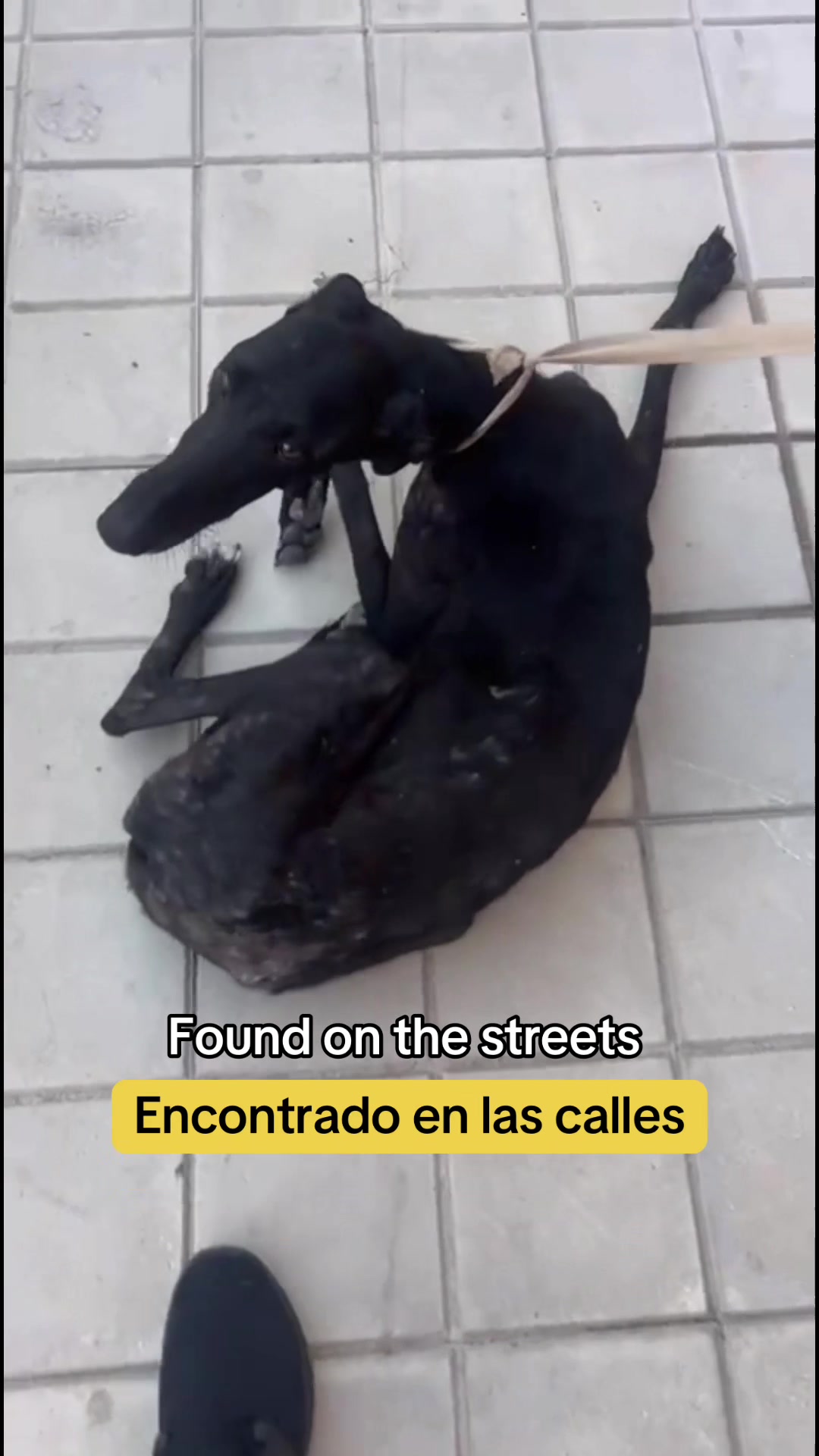 @Galgos del Sol