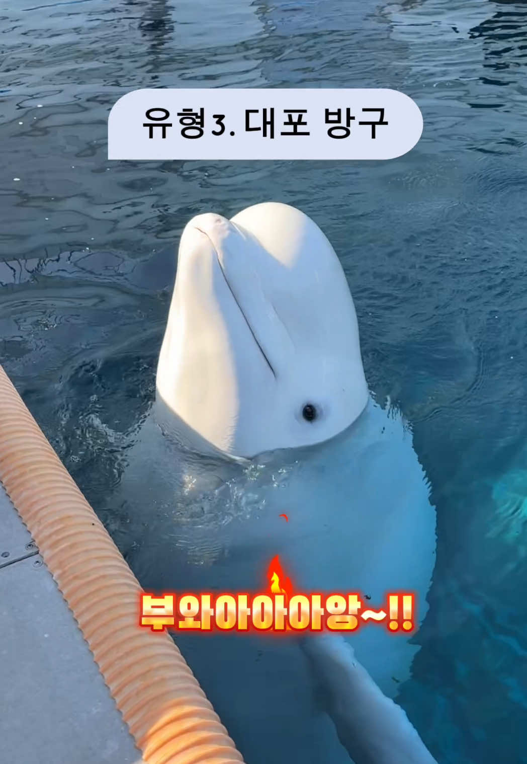 @DolphinTok