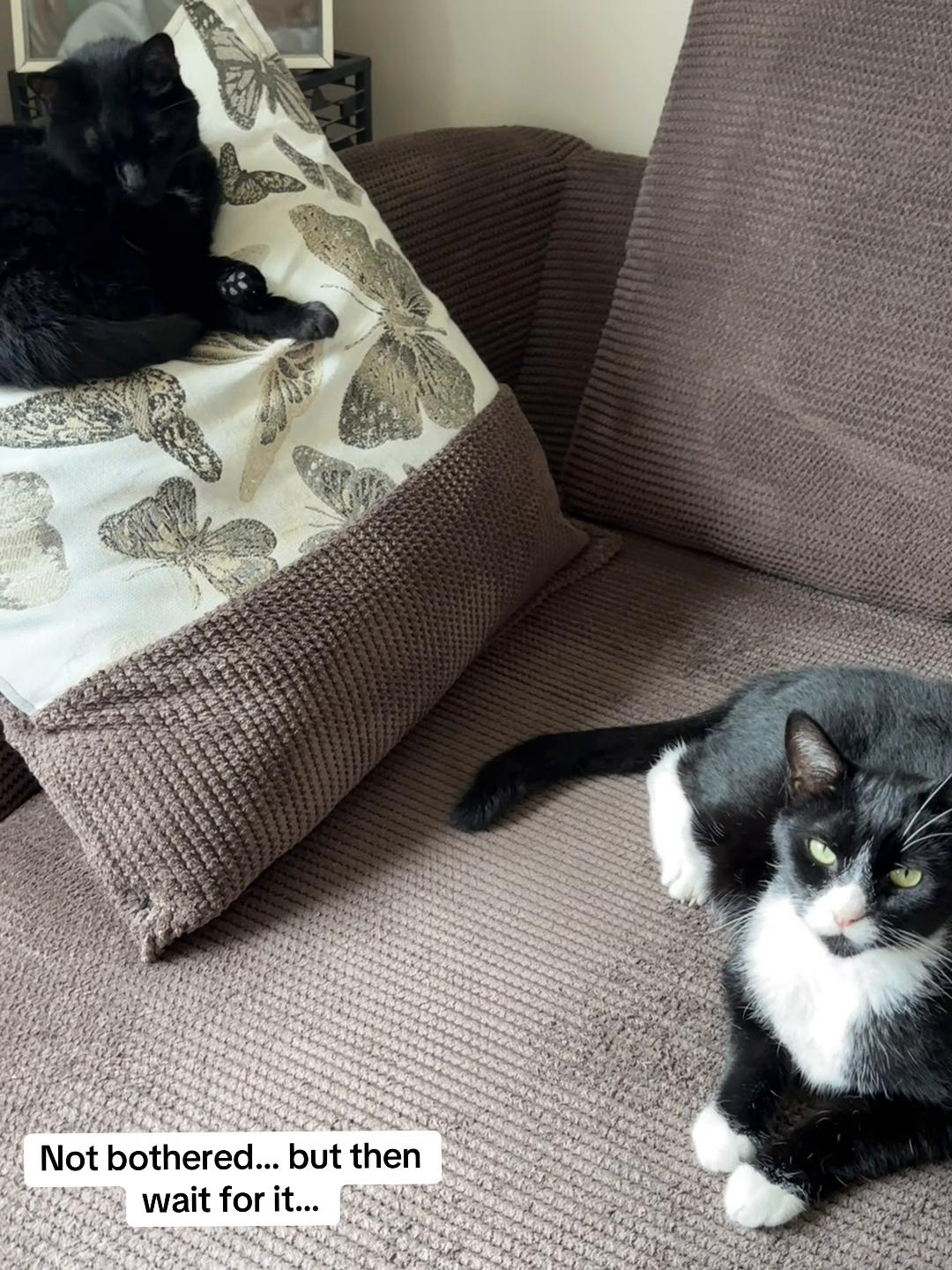 @Em feat. Mister & Mimi (cats)