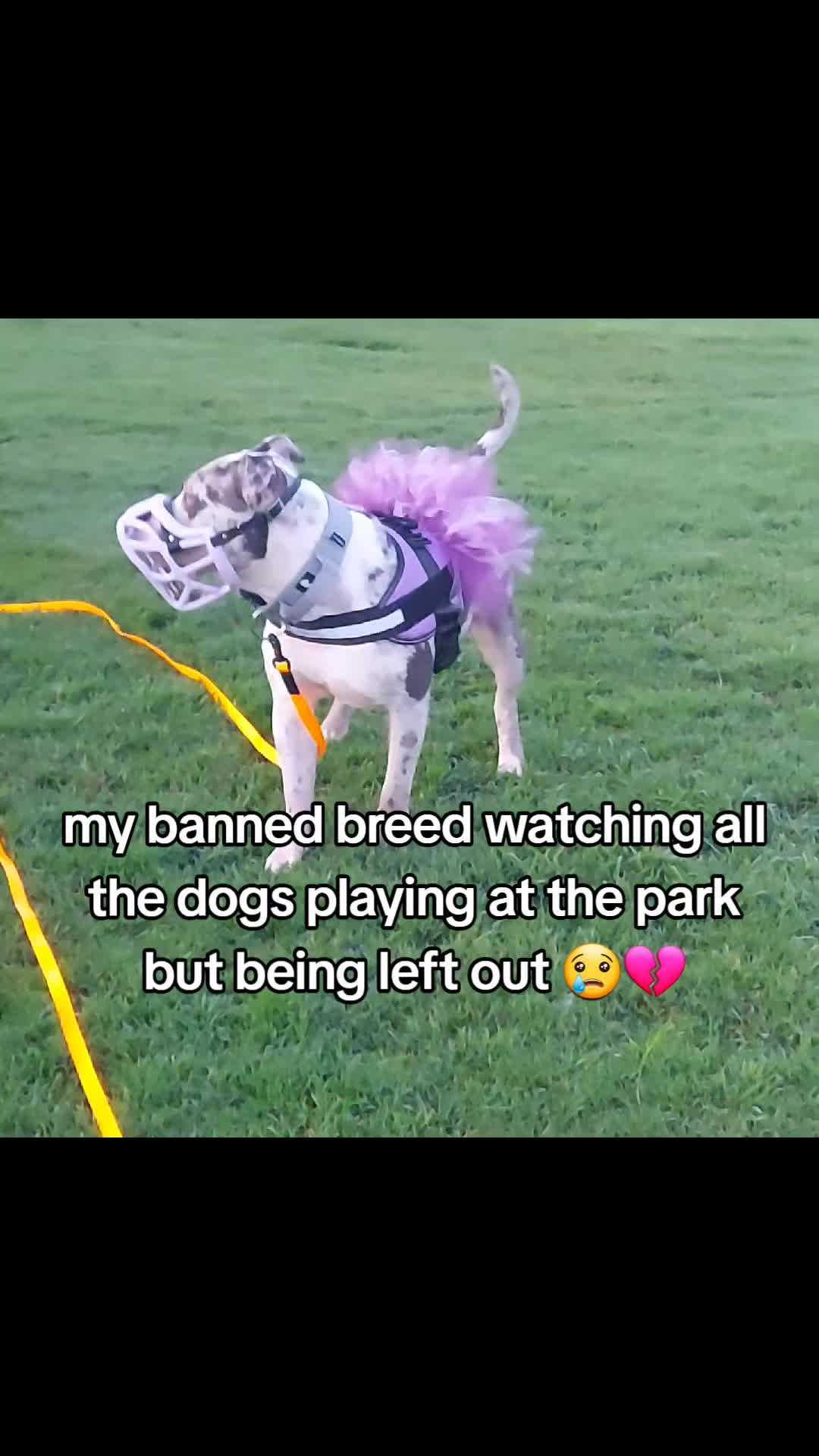 @kirsty+starlight the xl bully