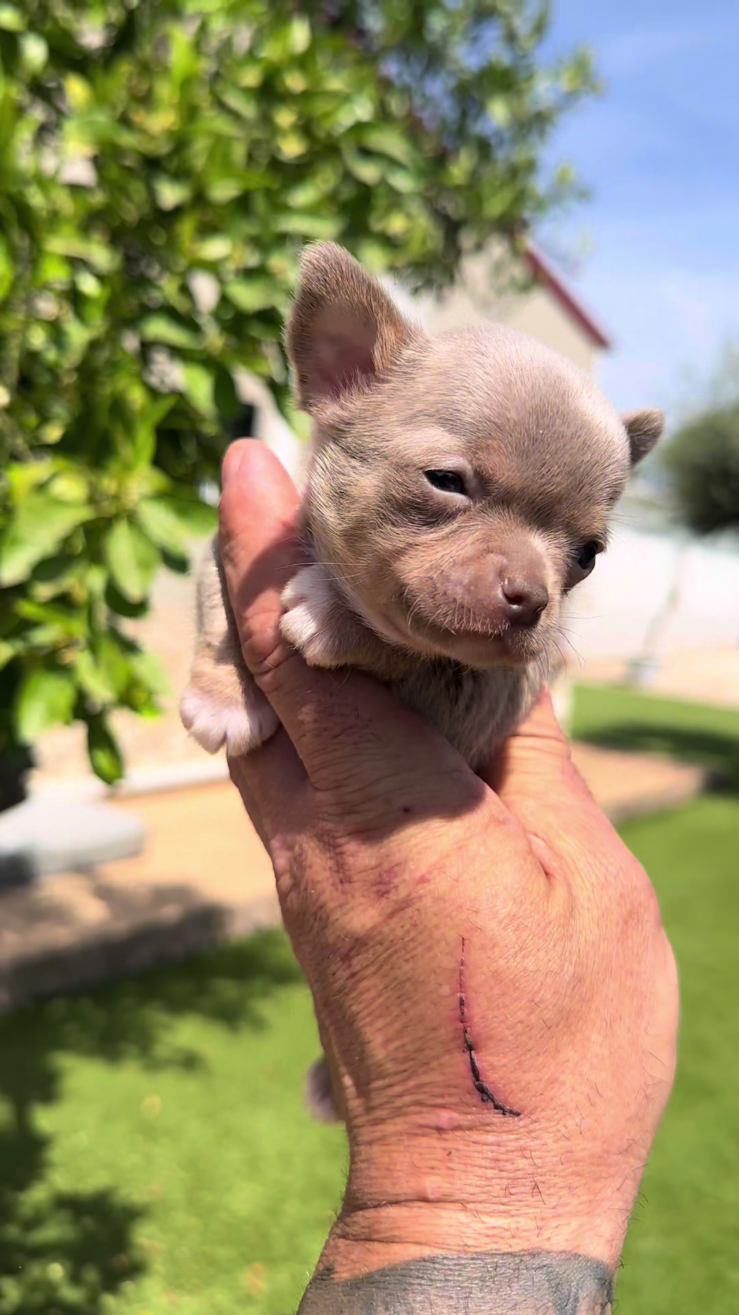 @Mascotas ,cachorritos bonitos