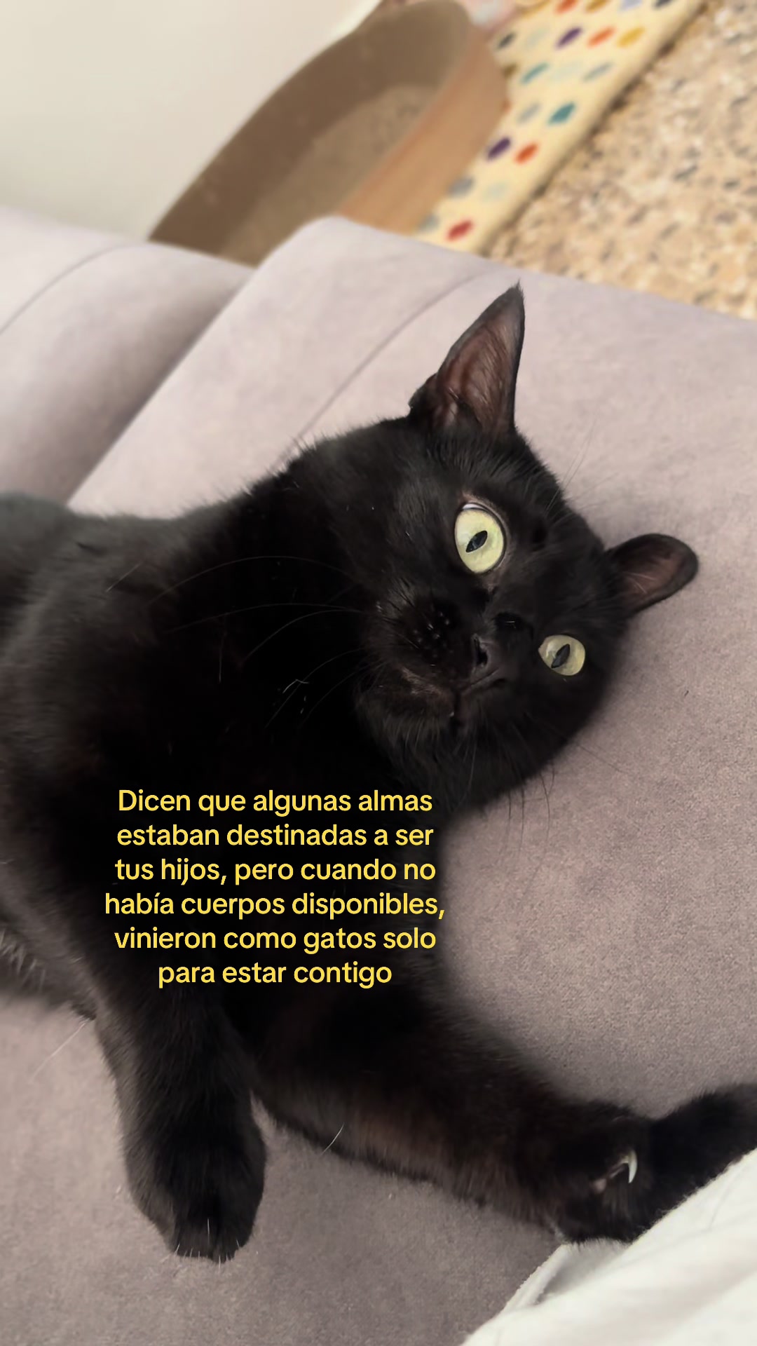 @BlackCatsMatter