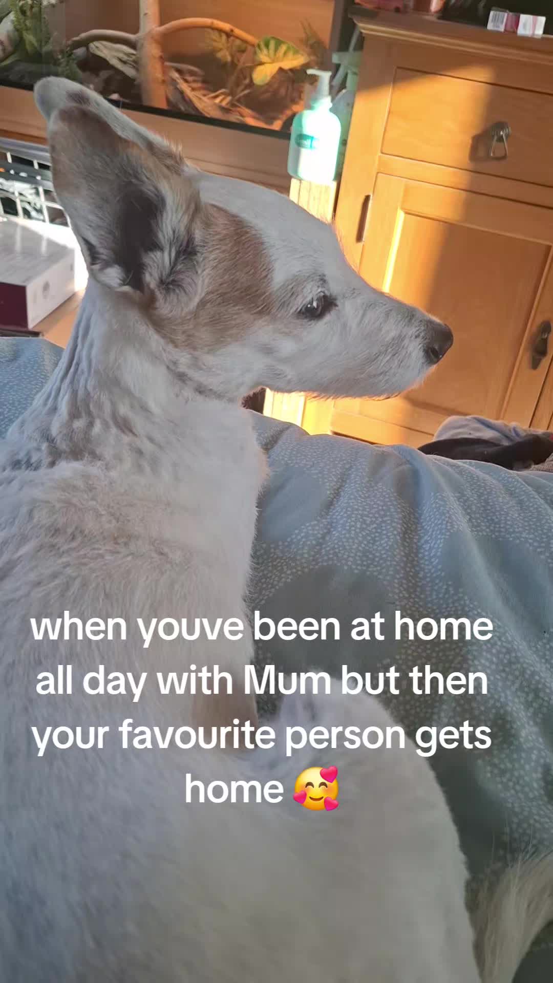 @#genxandherpets