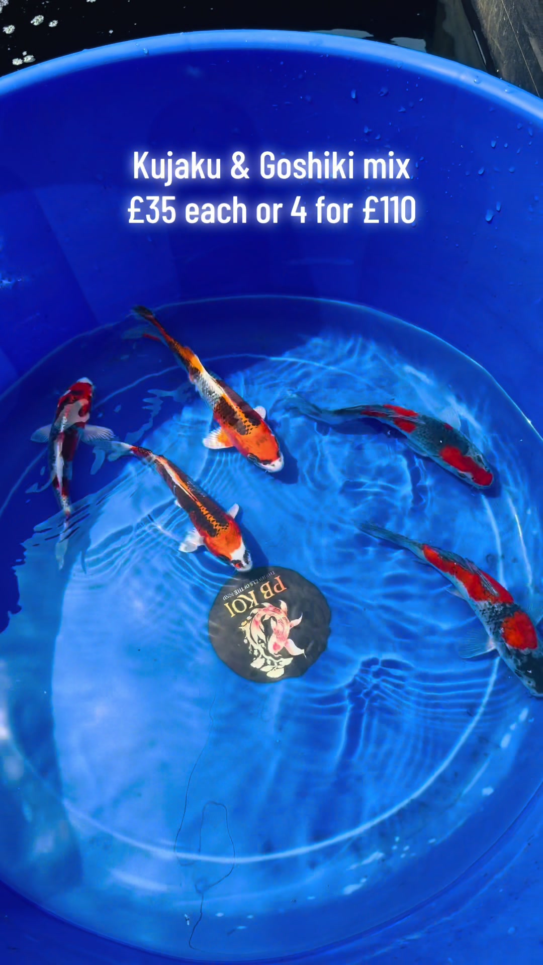 @PB KOI