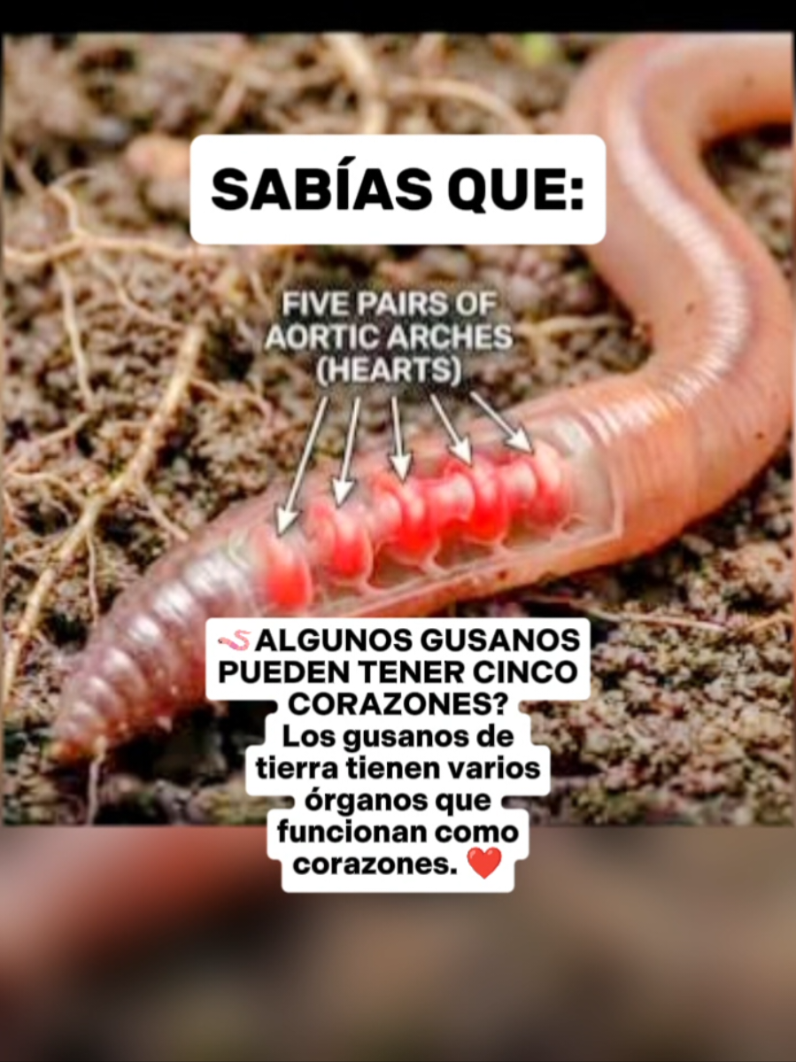 @CLUB DE ANIMALES
