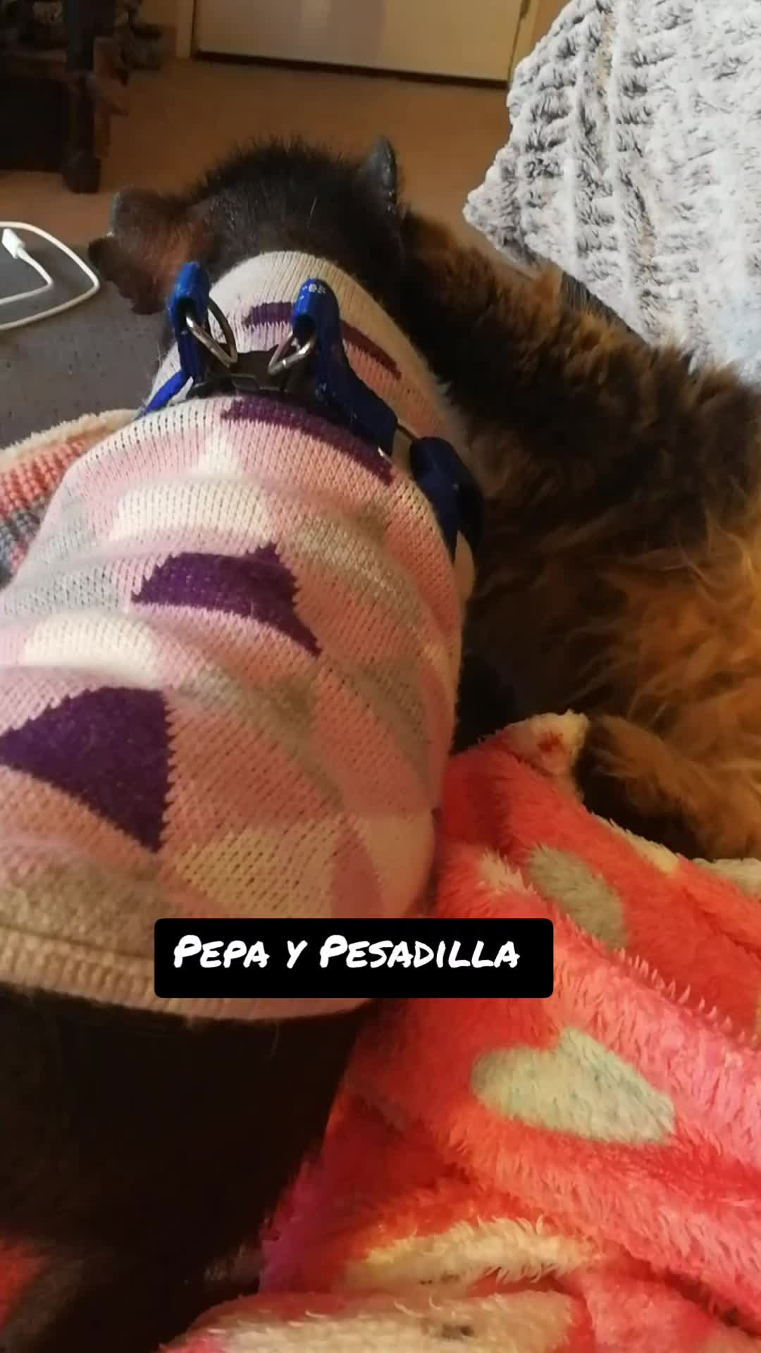 @todosbichosmios