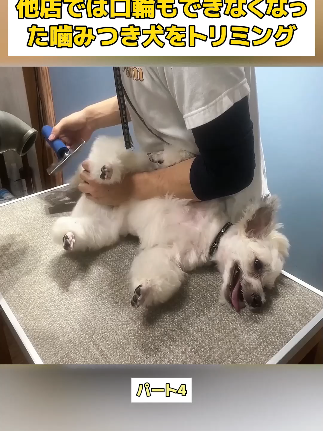 @Dog fun&rsquo;s lovers