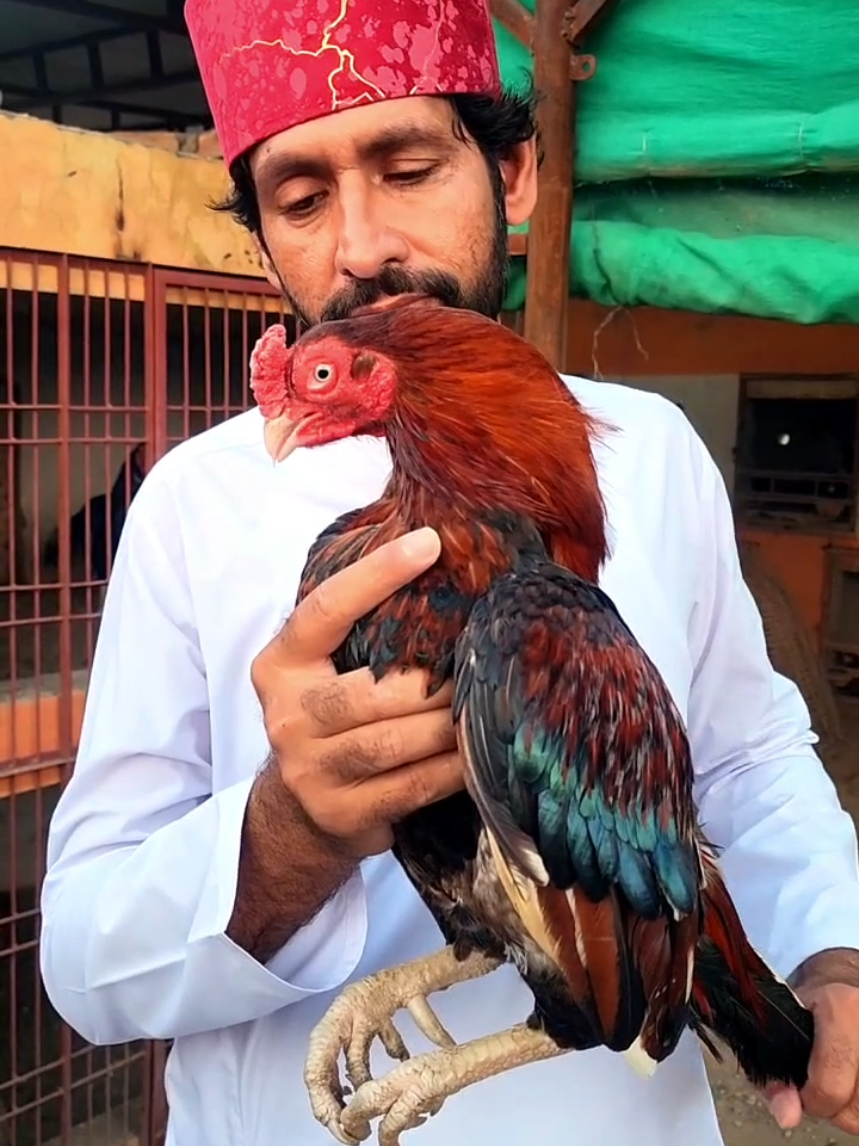 @Sajjad Aseel Farm