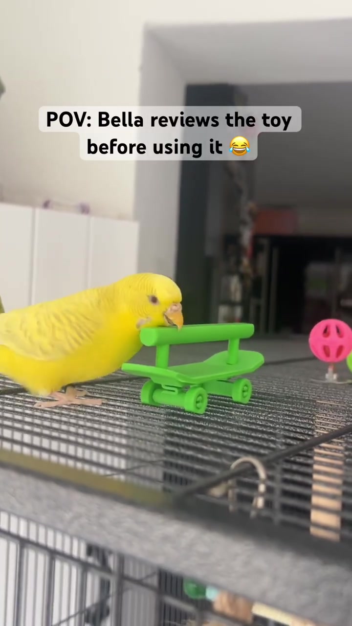 @BudgieDramaSquad