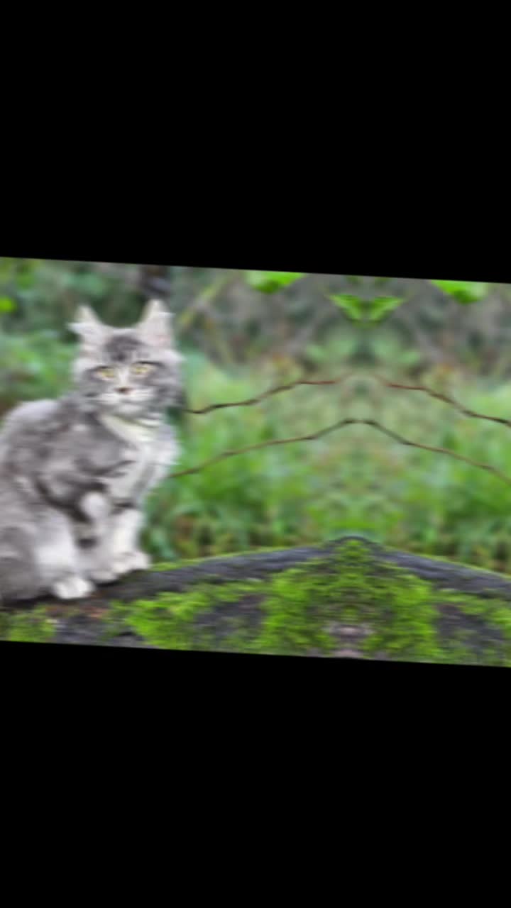 @KARIBRY Maine Coons uk