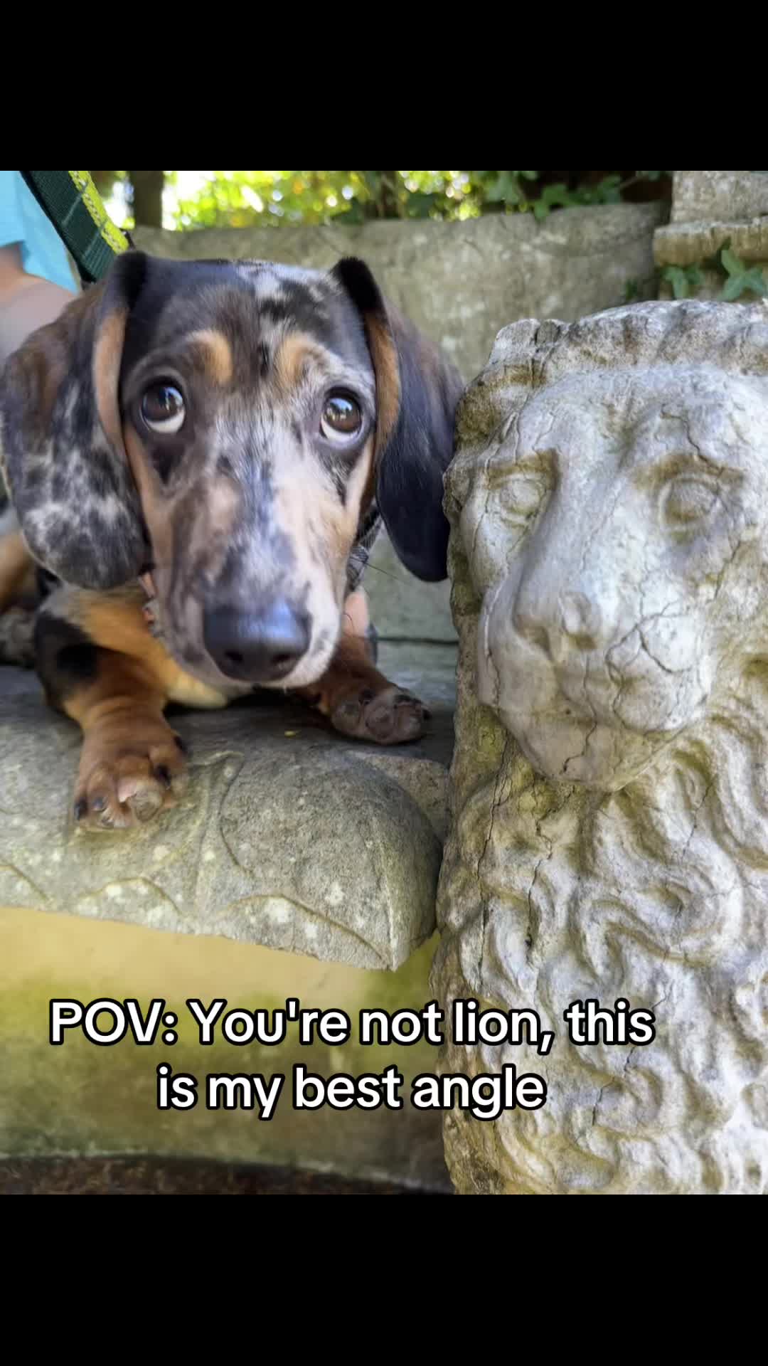 @Maverick The Dachshund