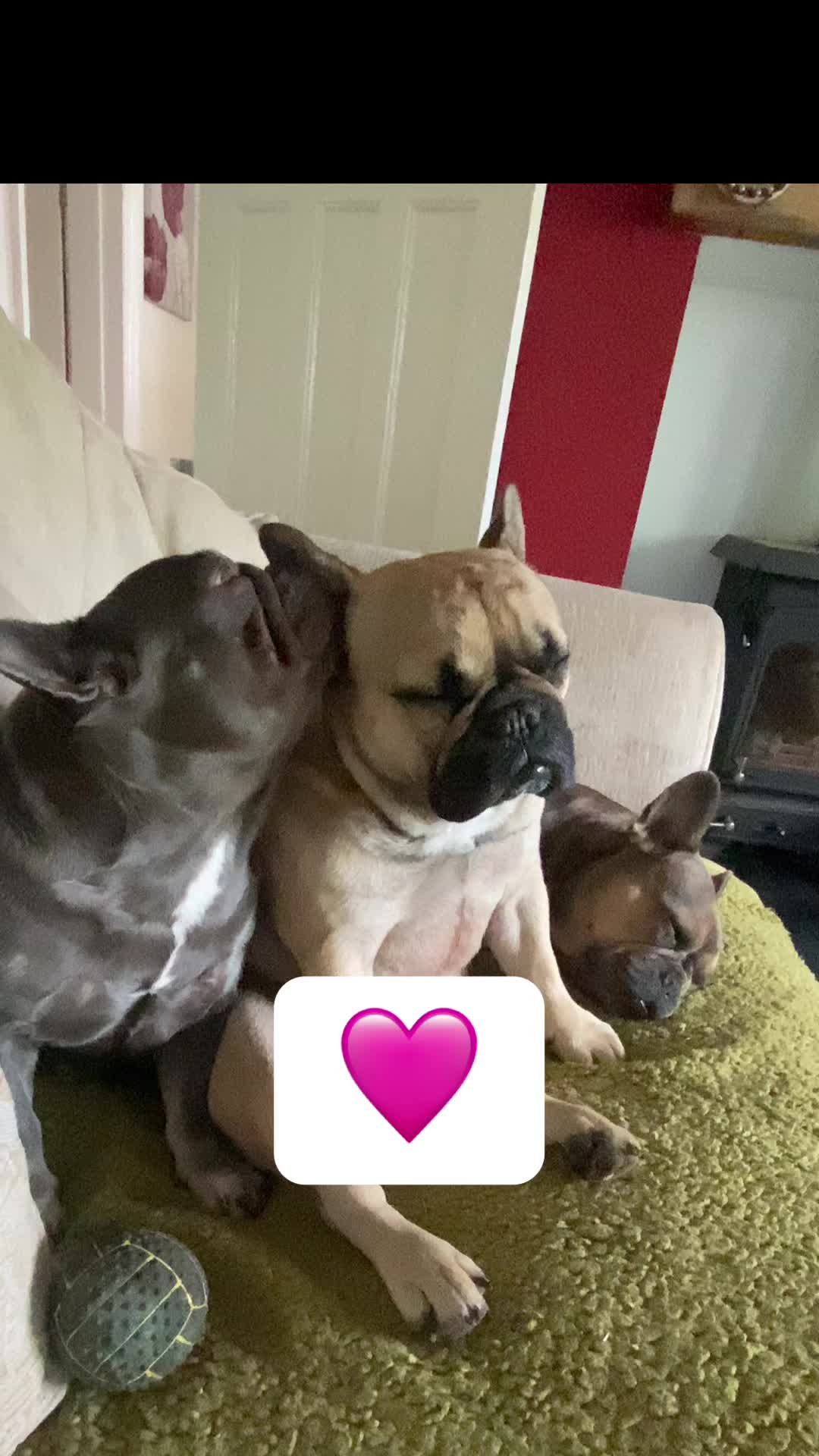 @Cheshire elite frenchies