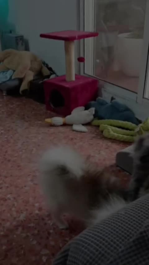 @baloo.the.pom