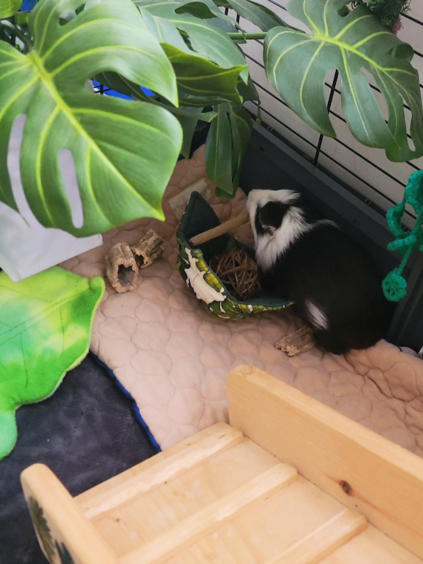 @Dunkin & Donut the guinea pigs