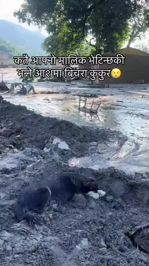 @renukabiswas62