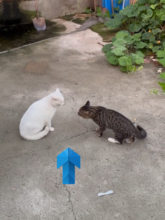 @animal family 0302