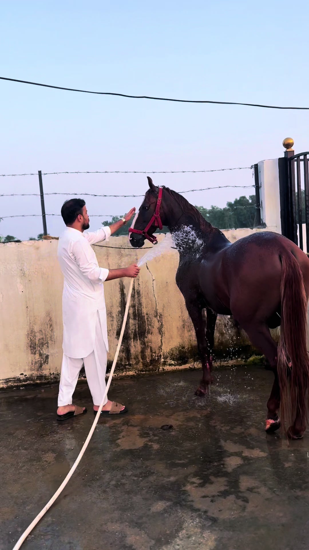@Ammar Tariq Guliana