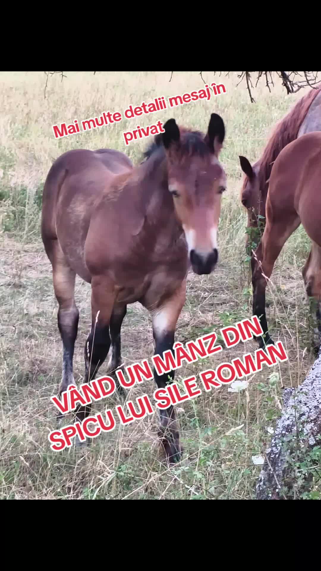 @Ionut Tatar