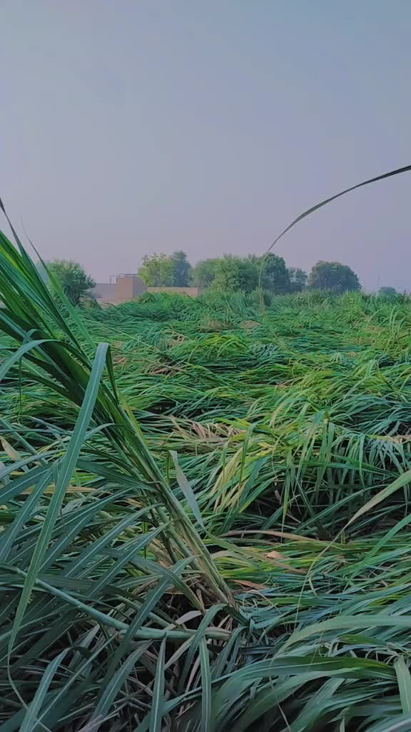 @Sarfraz qadri sahu