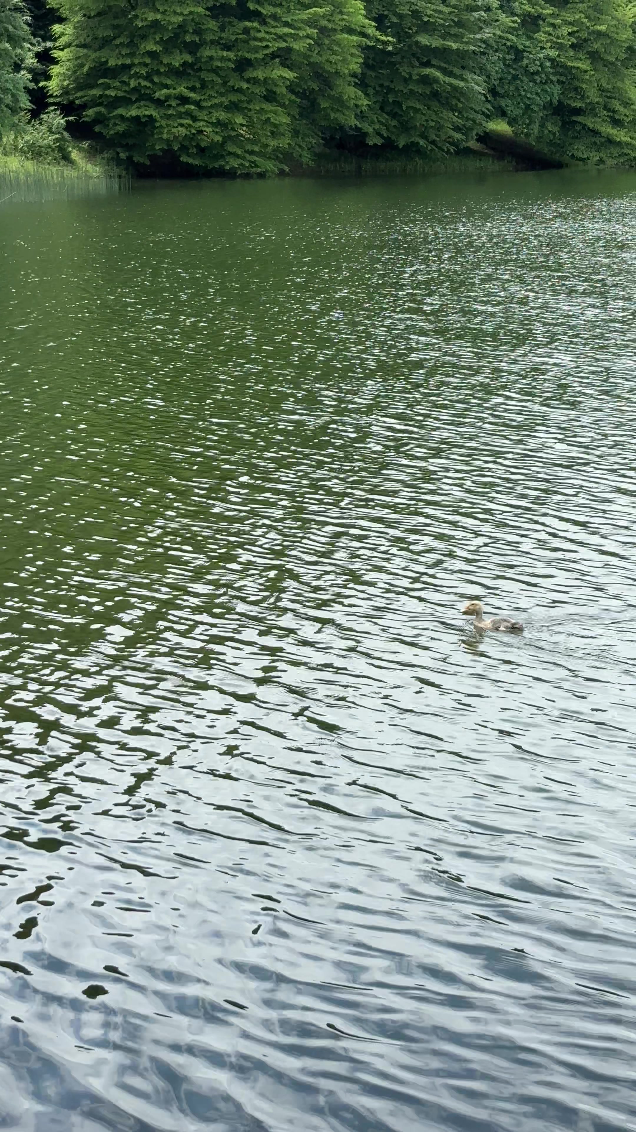 @🦆ԲԱԴԻԿՅԱՆ🦆