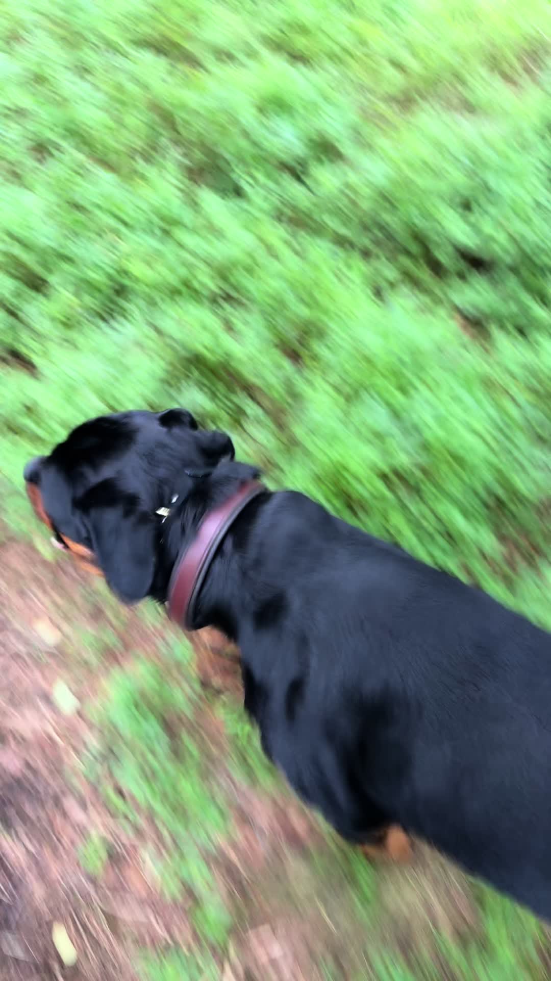 @PAWS2TRAIN 🖤🧡
