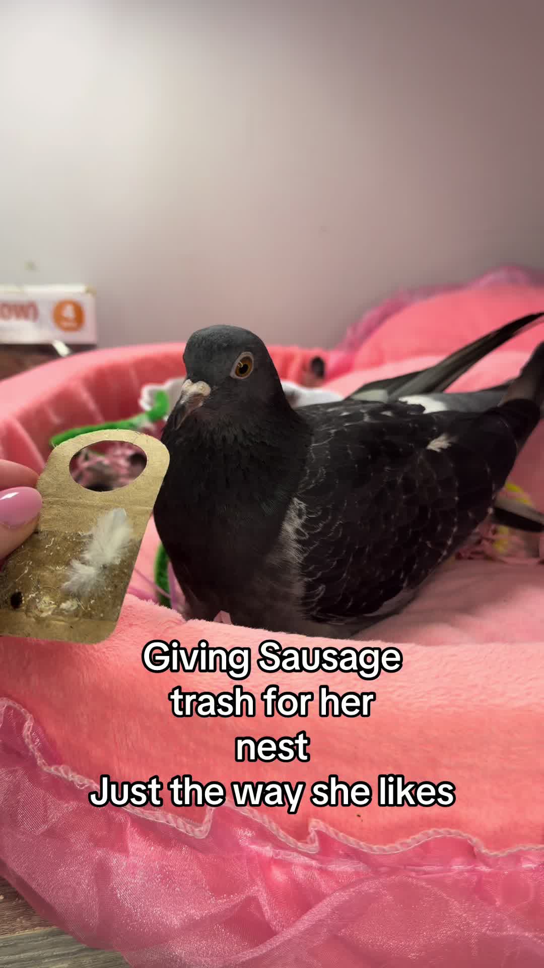 @Nekobutts 🐦